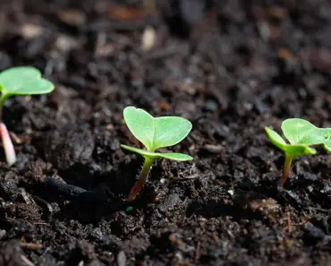 5 Best Plants That Thrive on Neglect for Lazy Gardeners