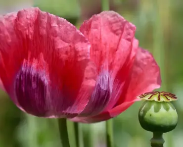7 Fling and Forget Flower Seeds to Scatter