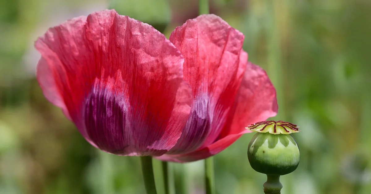 scatter flower seeds