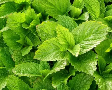 5 Tips for Lovely Lemon Balm Cold Process Soap