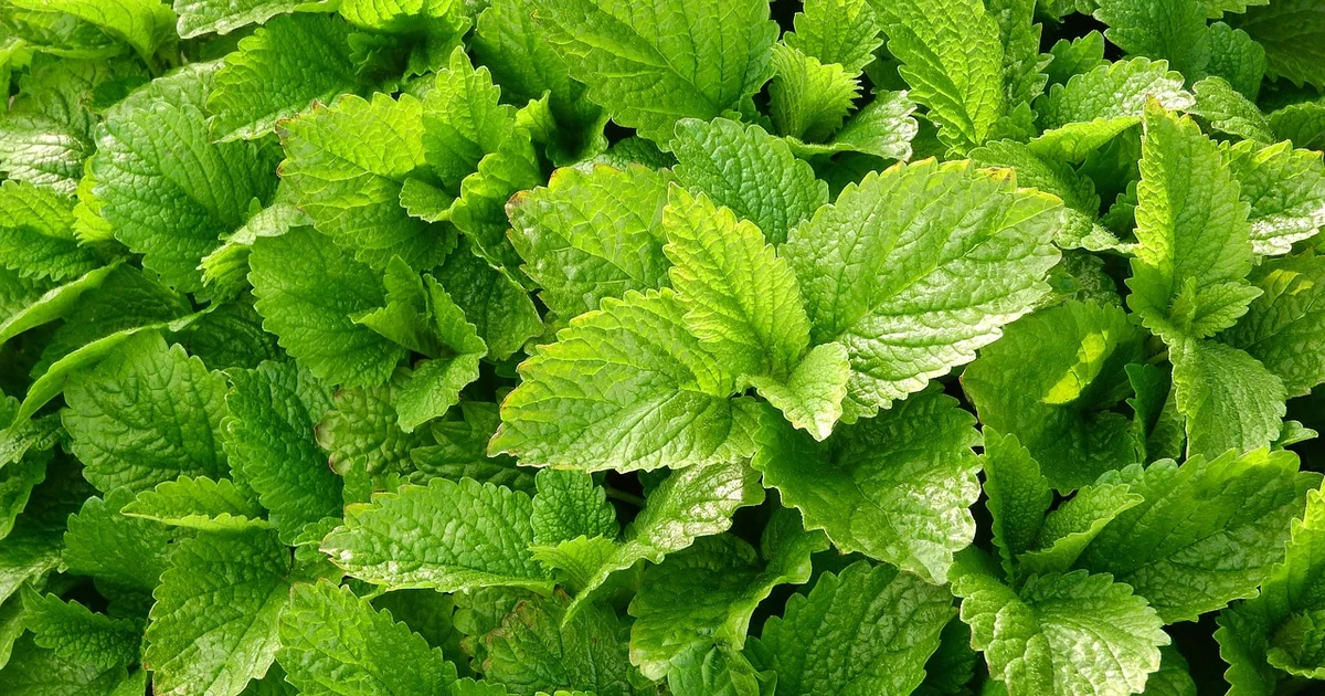 lemon balm cold process