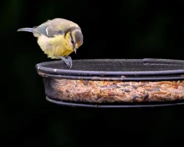 Bird Feeder Attracting Rats? Here’s 5 Quick Fixes Bird Feeder Attracting Rats? Here’s 5 Quick Fixes