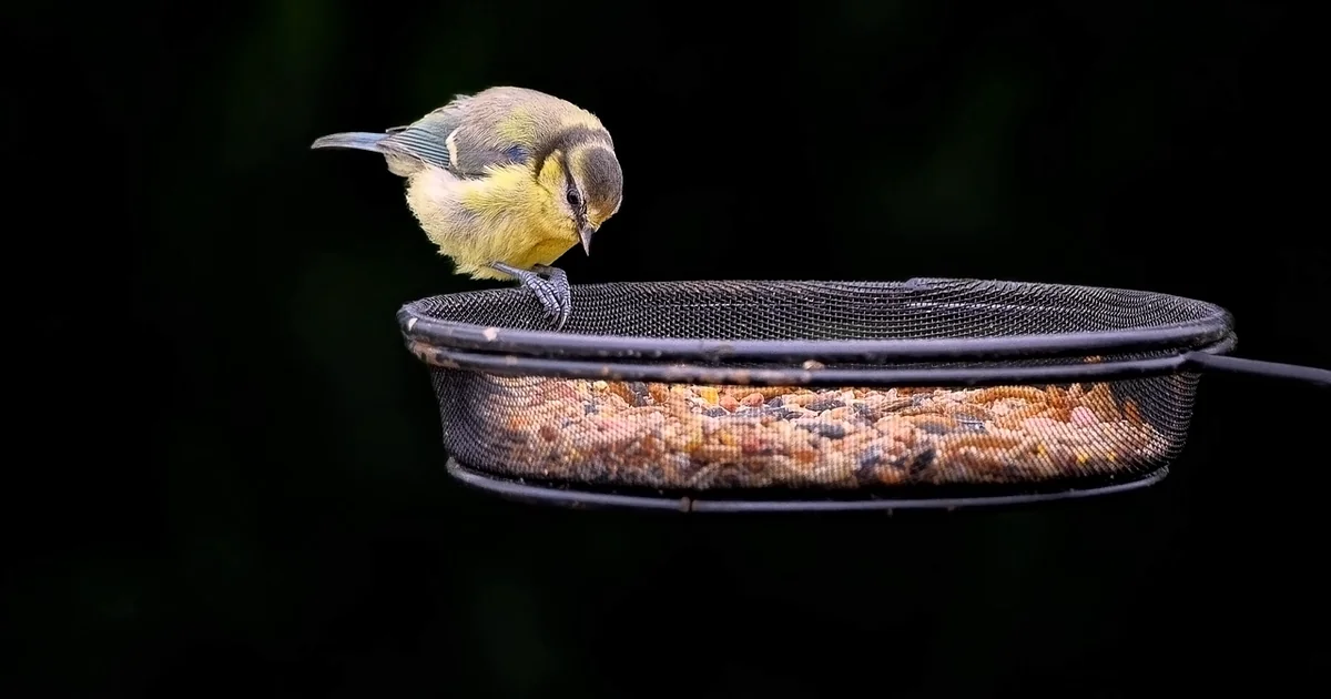bird feeder rats