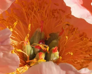 7 Easy Ways to Get More Peony Blooms