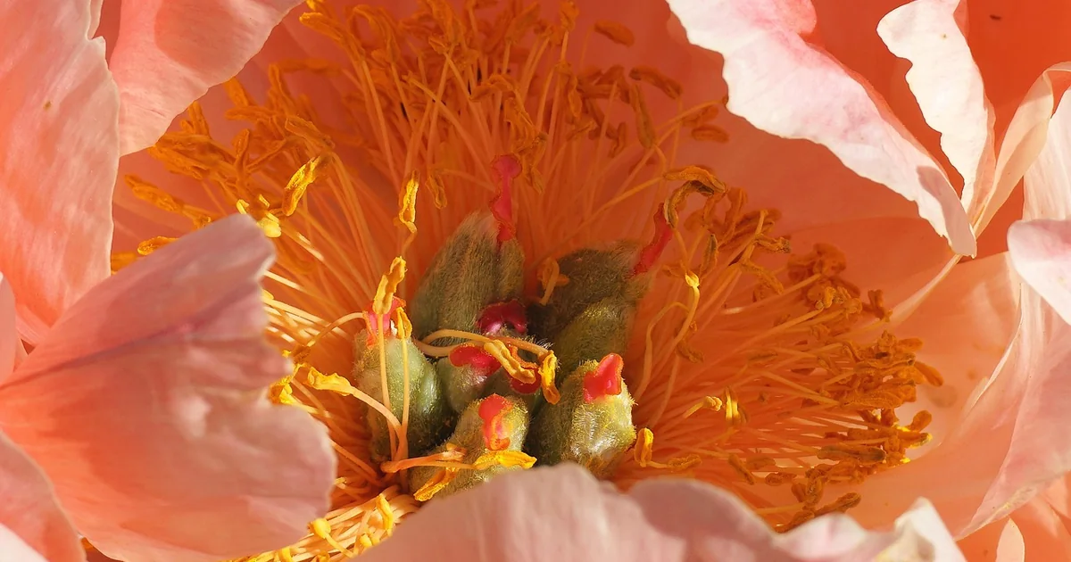 get more peony blooms