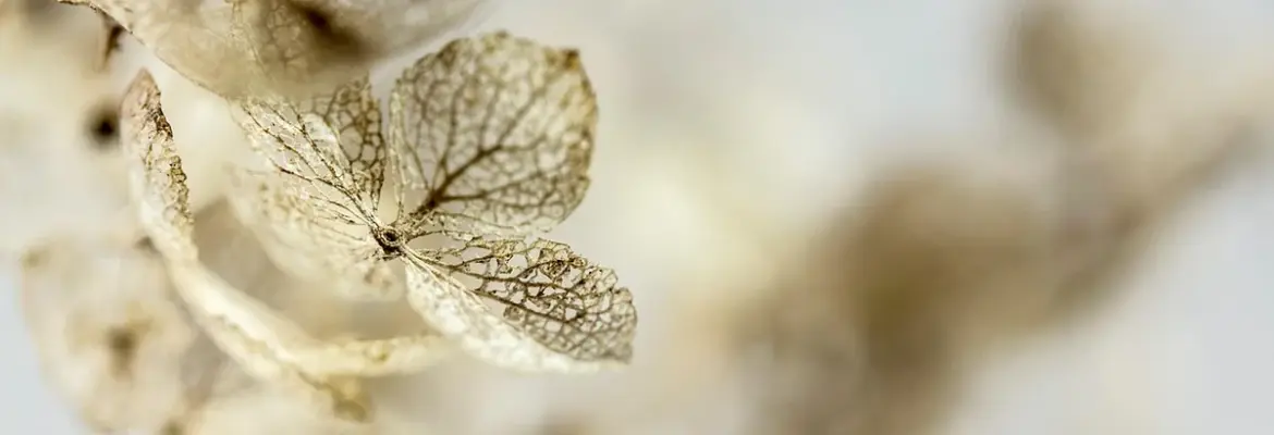 Birth Month Hydrangeas & Their Hidden Meanings