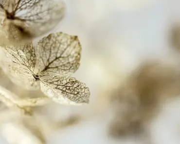 Birth Month Hydrangeas & Their Hidden Meanings