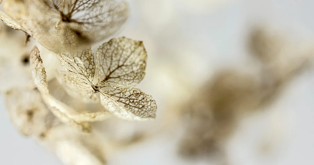 birth month hydrangeas