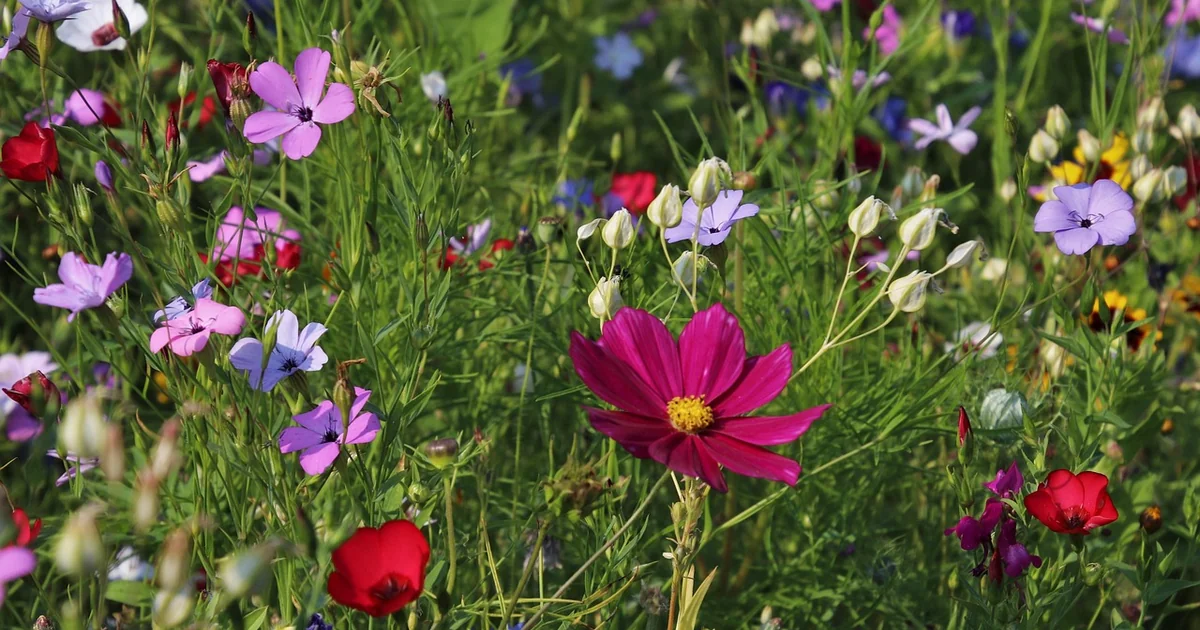 pink red summer