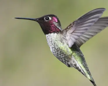 7 Reasons Hummingbirds Like Petunias