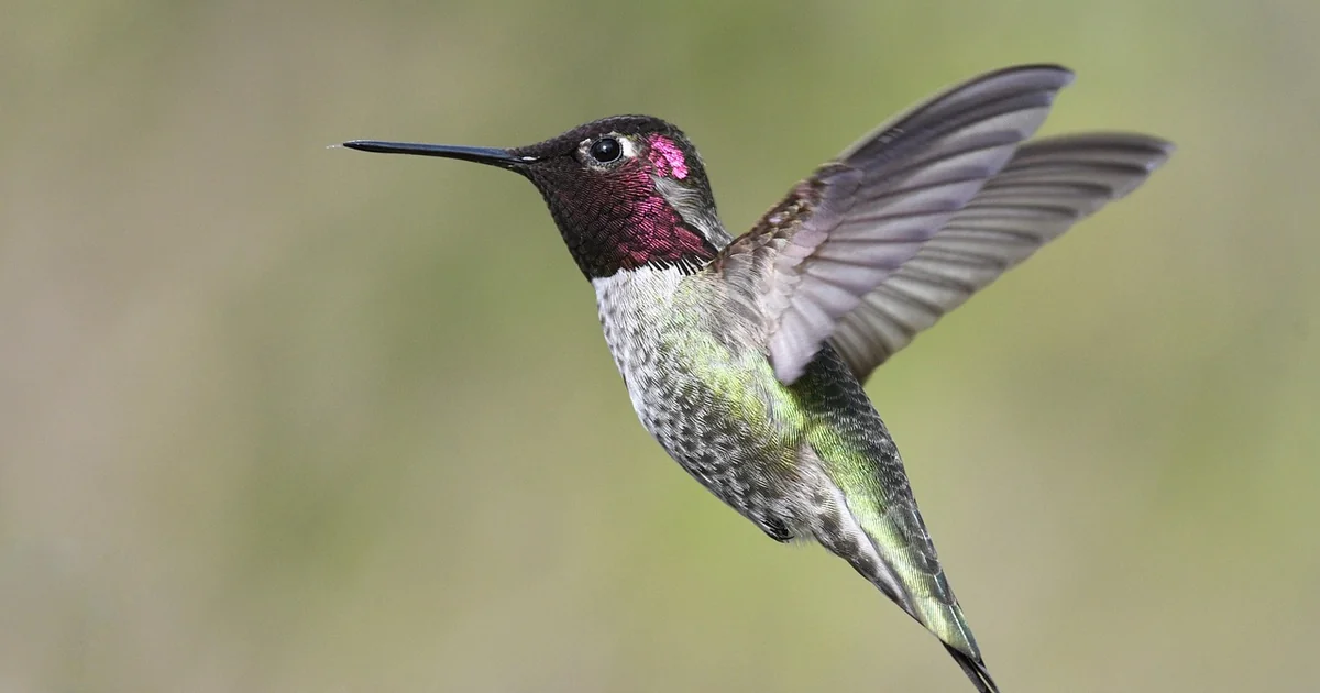why hummingbirds like petunias
