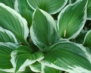 7 Low-Maintenance Shade Perennials That Thrive in the Dark 7 Low-Maintenance Shade Perennials That Thrive in the Dark