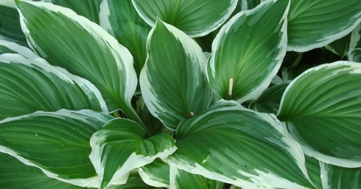 low maintenance shade perennials