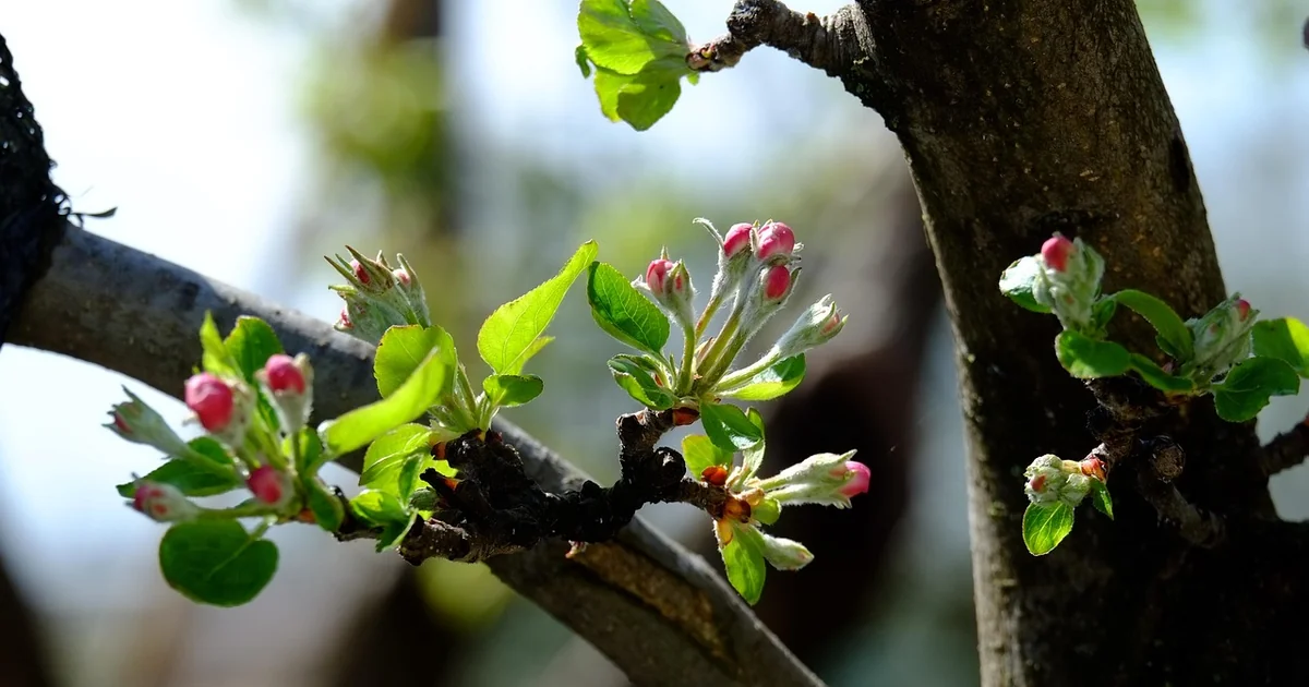 7 Rare Spring Week Gems in Kit’s Ohio Garden