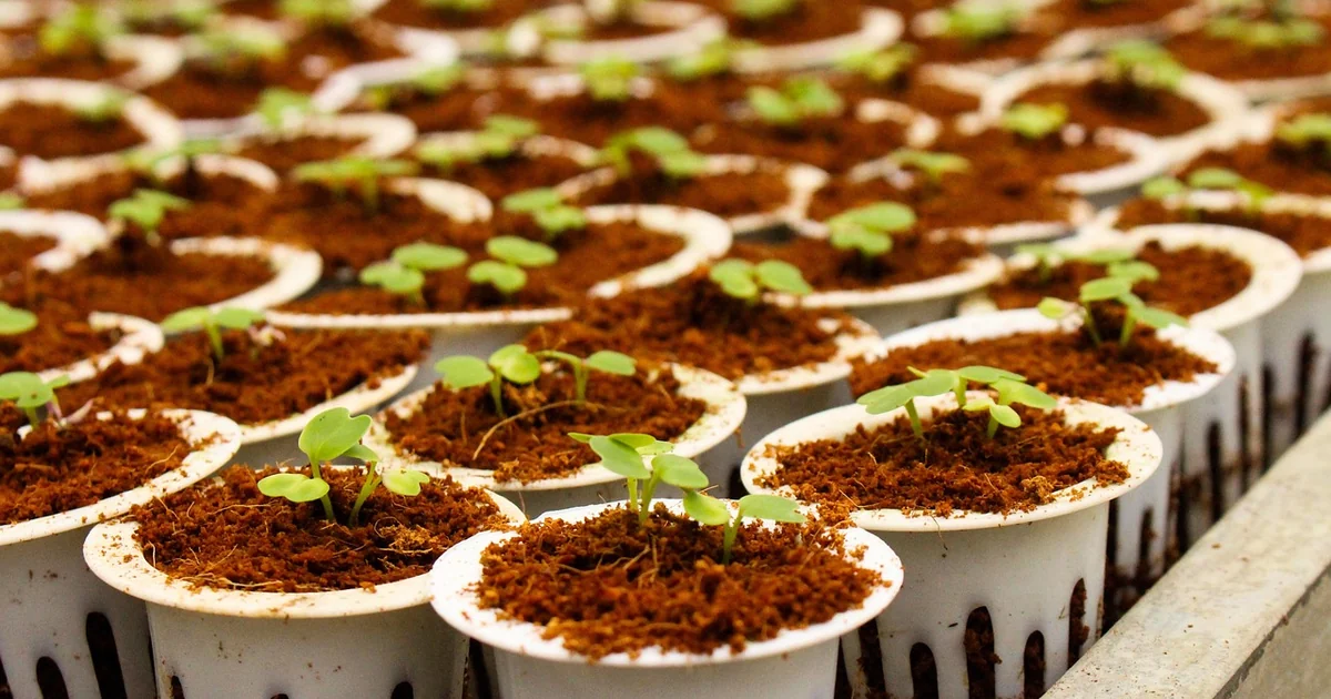 9 Veggies to Succession Sow for Endless Harvests