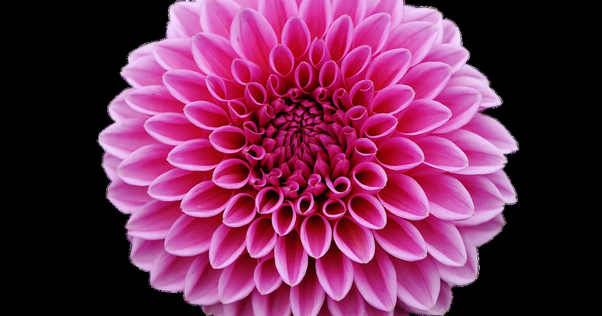 11 Best Cut Flowers for Your Cutting Garden & Harvest Tips