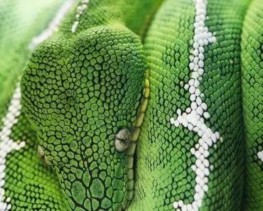 7 Proven Tips to Keep Snakes Out of Your Yard Safely 7 Proven Tips to Keep Snakes Out of Your Yard Safely