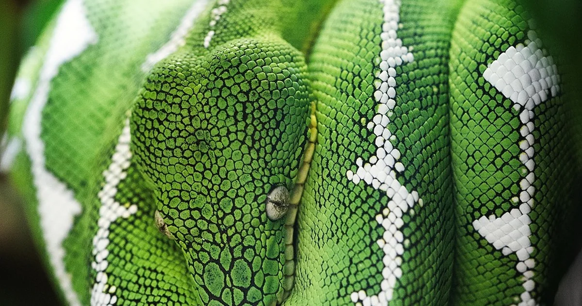 snake proof yard