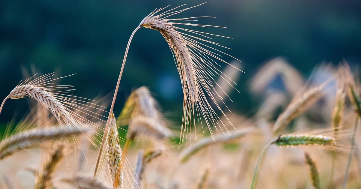 crops for borders