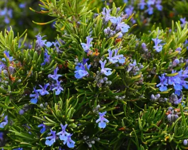 5 Ways to Choose Fragrant Plants by Time of Day