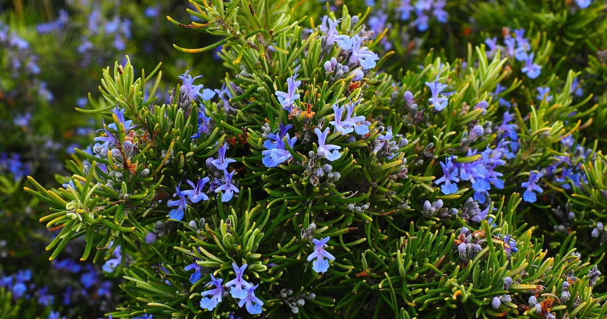 fragrant plants by time