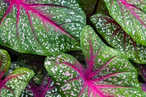 5 Steps to Plant, Grow & Care Florida Sweetheart Caladium