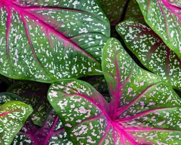 5 Steps to Plant, Grow & Care Florida Sweetheart Caladium