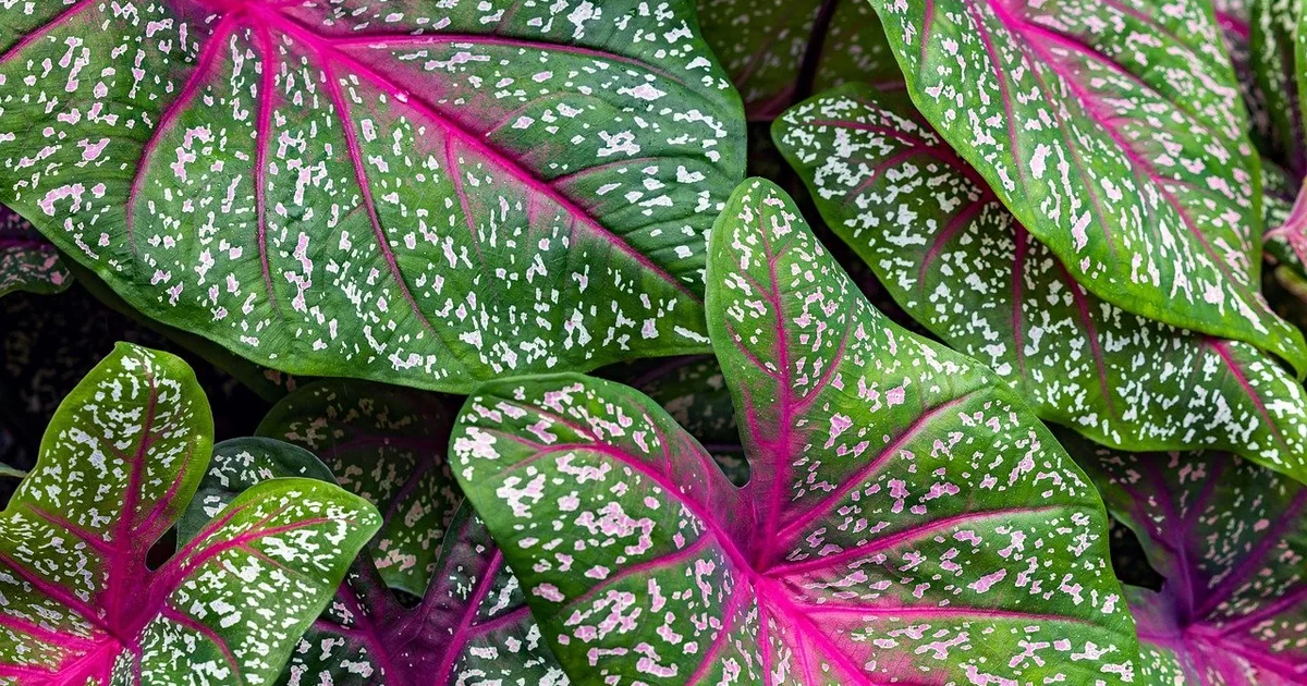 florida sweetheart caladium care