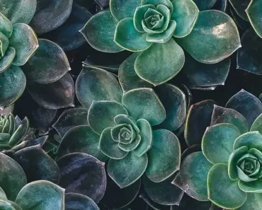 7 Essential Tips for Growing Happy, Healthy Succulents 7 Essential Tips for Growing Happy, Healthy Succulents