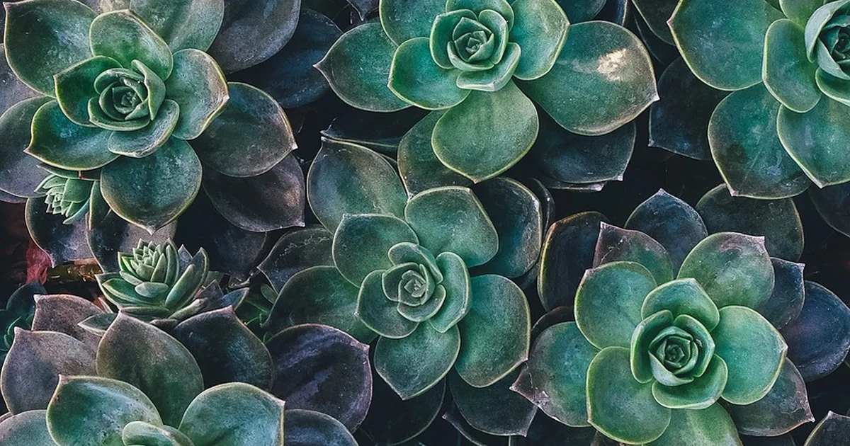 succulent care tips