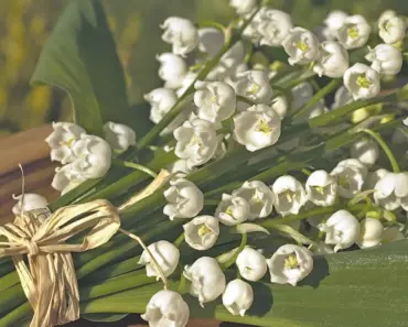 These 7 Plants to Deadhead in May for Fresh Bursts