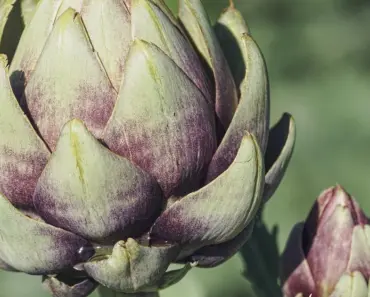 7 Edible Flowers to Start Growing in May for Flavor 7 Edible Flowers to Start Growing in May for Flavor