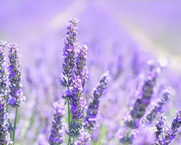7 Ways to Trim Lavender for Summer Blooms