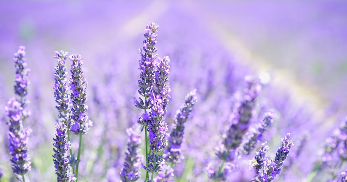 trim lavender for blooms
