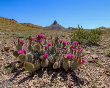 7 Pink Flowers That Thrive in Shade