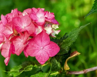 Plant One Hydrangea for More Songbirds Plant One Hydrangea for More Songbirds
