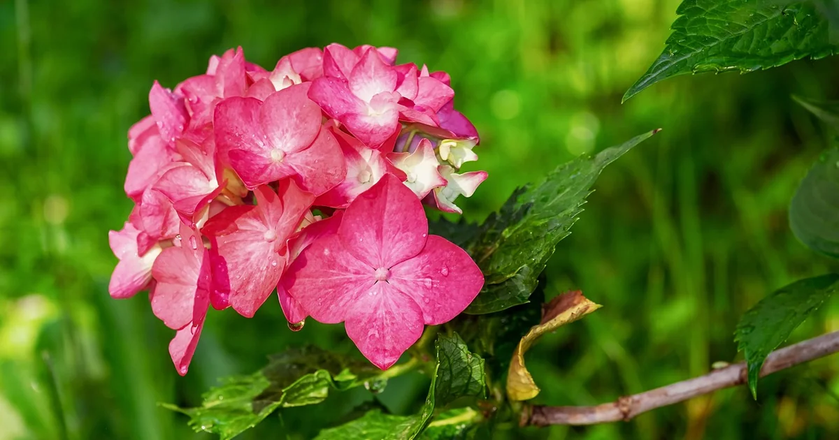 oakleaf hydrangea songbirds