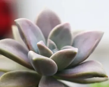9 Beautiful Plants: Most Reward, Least Effort