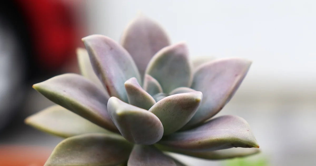 low maintenance plants