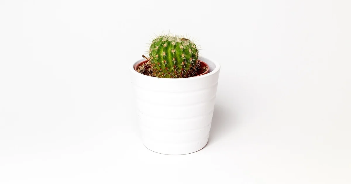 container plant combos