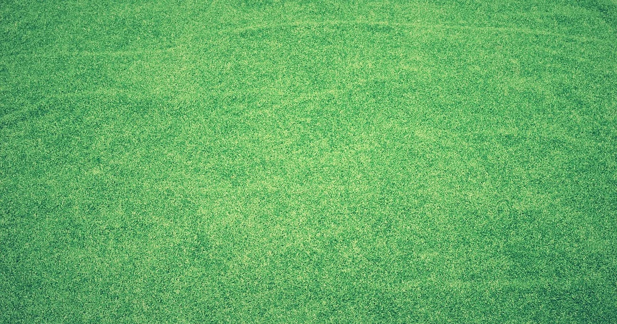 turf grass alternatives