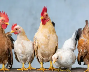 5 Truths About Backyard Chickens: Worth or Waste of Time? 5 Truths About Backyard Chickens: Worth or Waste of Time?