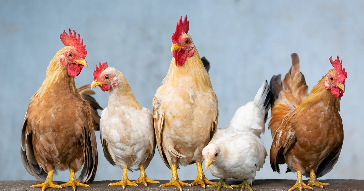 backyard chickens worth it
