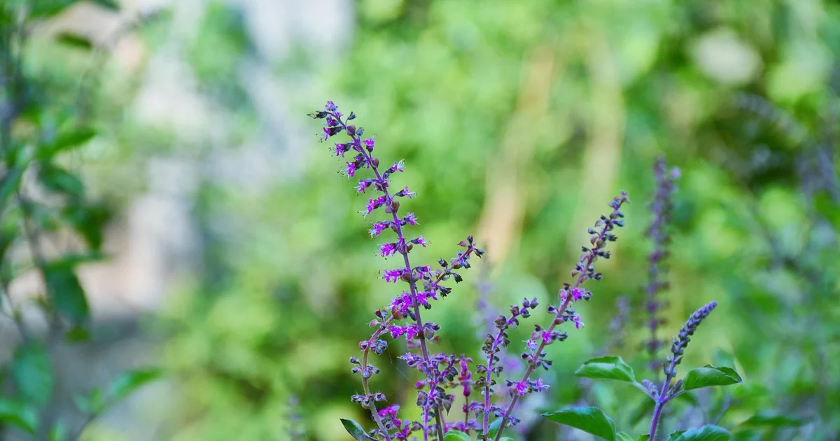 companion planting basil