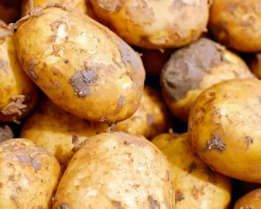 How to Get the Biggest Sweet Potato Crop at Home