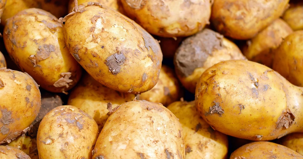 big sweet potato crop
