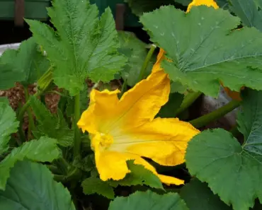 7 Reasons Young Zucchini Leaves Yellow & How to Fix