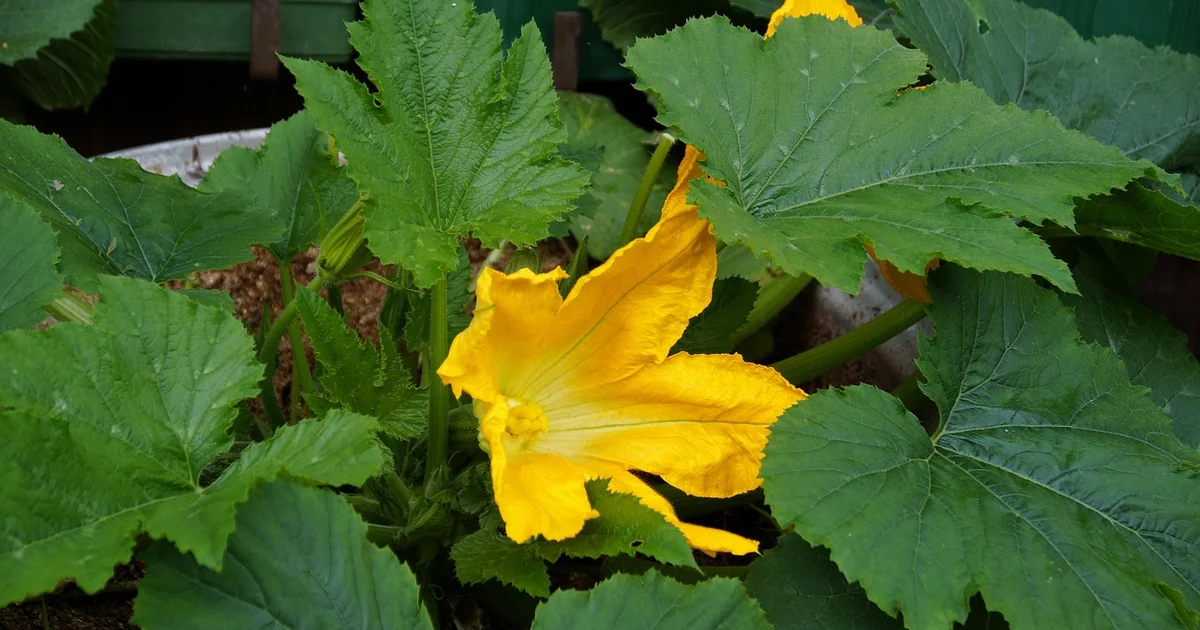 zucchini leaves yellow