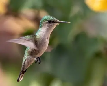 13 Hummingbird Nectar Recipes: Sweet Success!