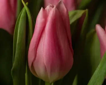 7 Best Container Plants That Thrive on Neglect